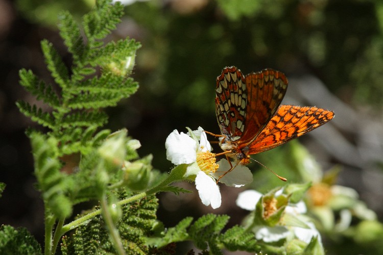 Butterfly on Mountain Misery