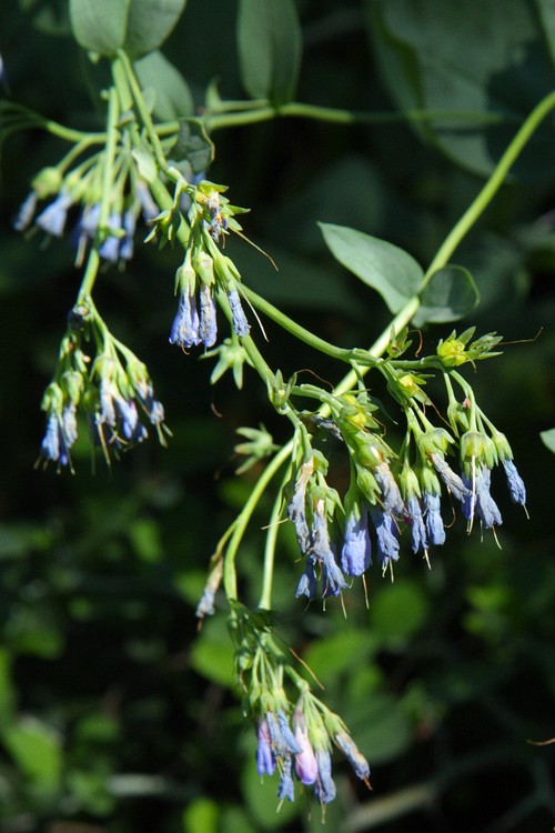 Streamside Bluebells
