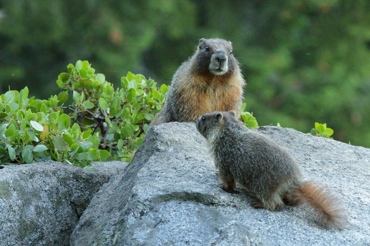 Yellow-belly Marmots