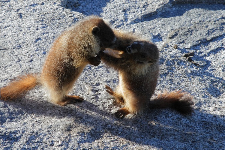 Yellow-belly Marmots