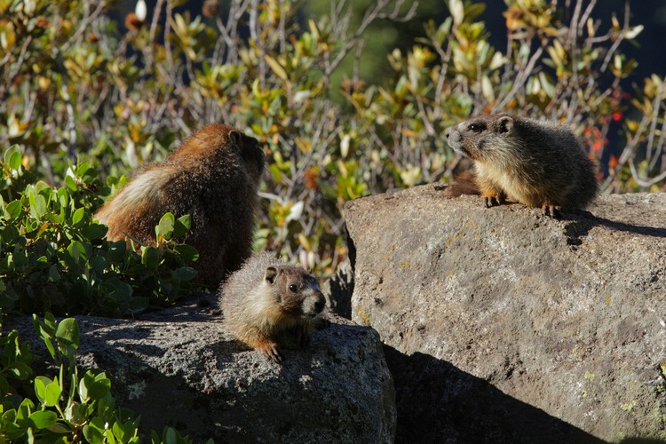 Yellow-belly Marmots
