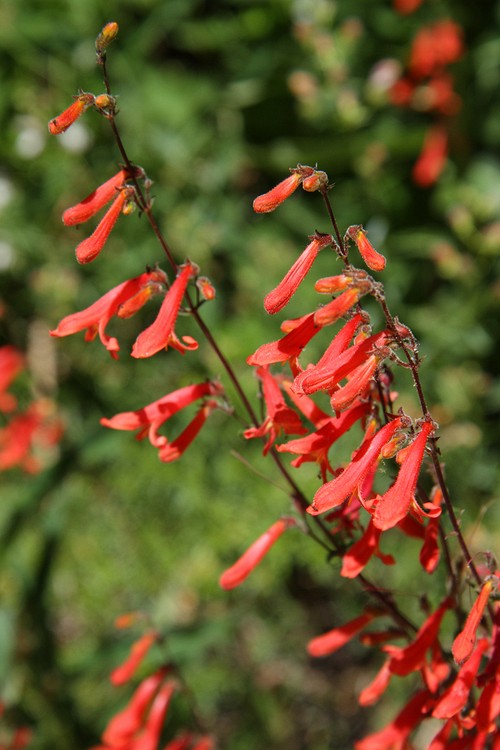 Scarlet Penstemon