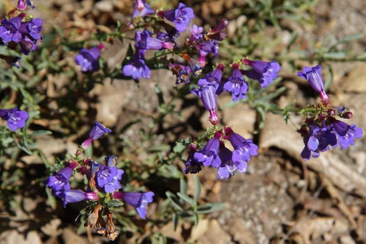 Penstemon