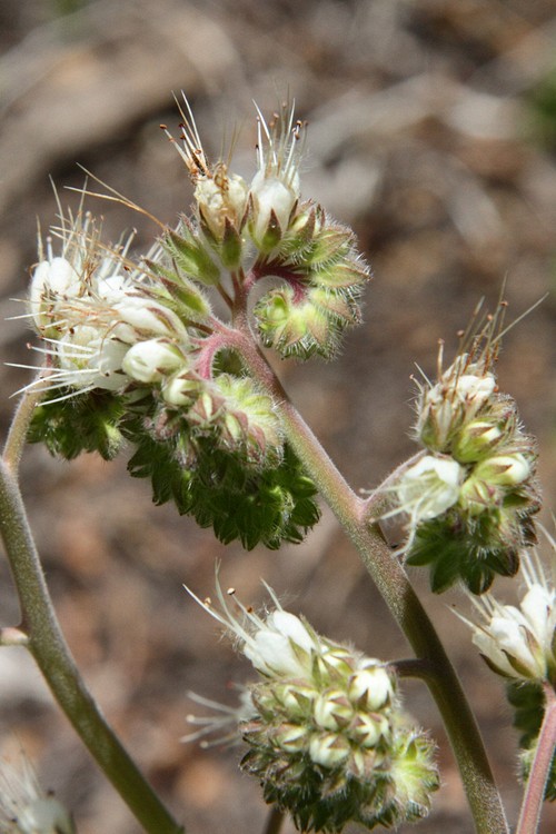 California Waterleaf