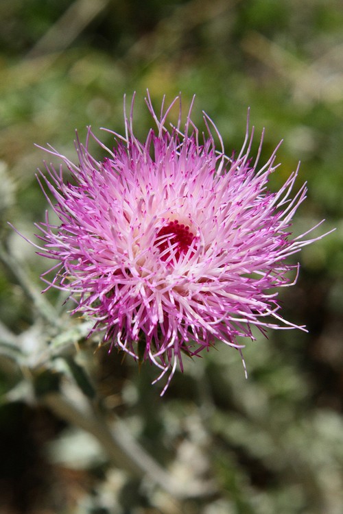 Thistle