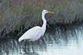 Great Egret