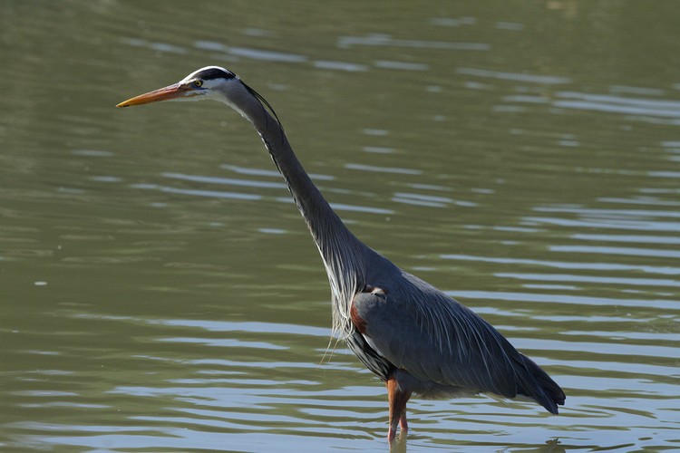 Great Blue Heron