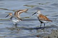 San Francisco Bay N.W.R. - April 26, 2014