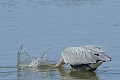 San Francisco Bay N.W.R. - March 21, 2014