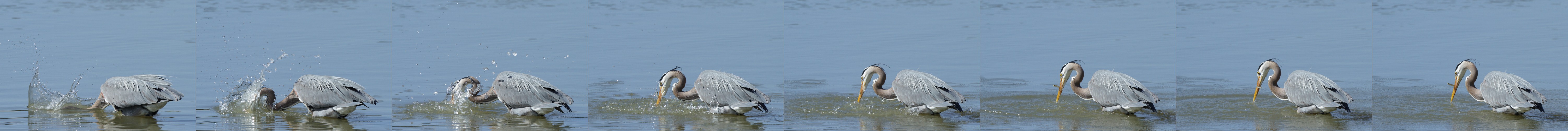 Great Blue Heron fishing sequence