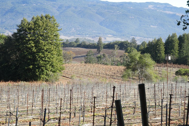 Sonoma Vineyard
