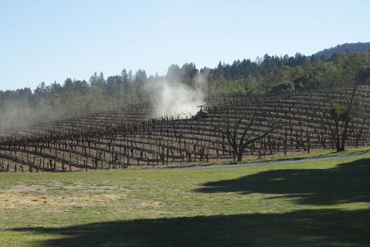 Sonoma Vineyard