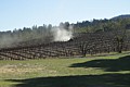 Sonoma Vineyard