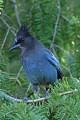 Steller's Jay