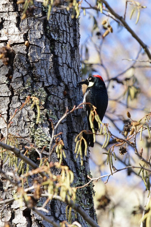 Acorn Woodpecker