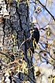 Acorn Woodpecker