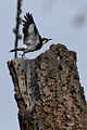 Acorn Woodpecker