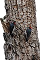 Acorn Woodpeckers