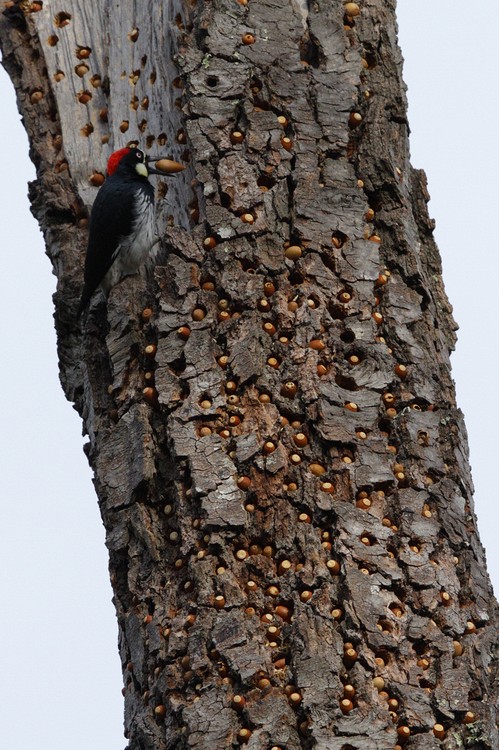 Acorn Woodpecker
