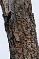 Acorn Woodpecker