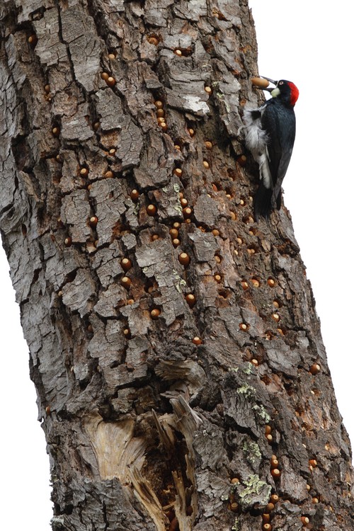 Acorn Woodpecker