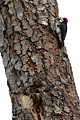 Acorn Woodpecker