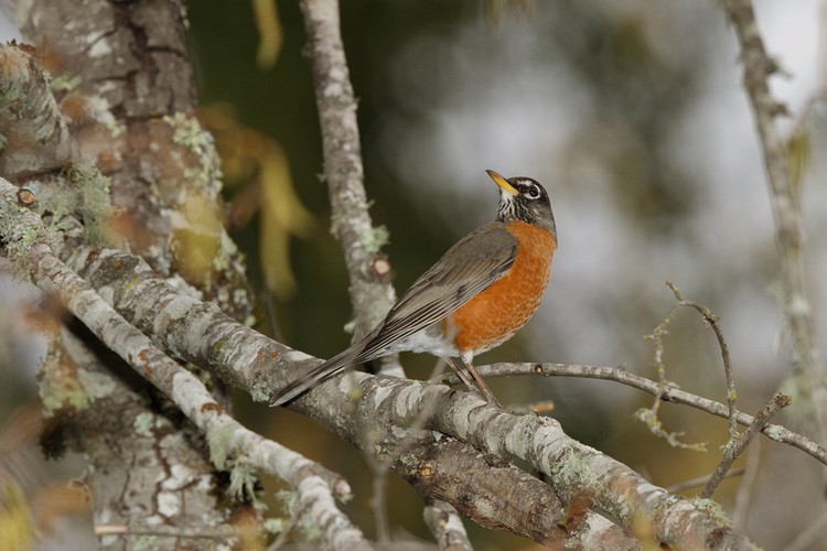 American Robin