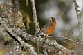 American Robin