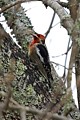 Red-breasted Sapsucker