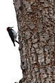 Acorn Woodpecker