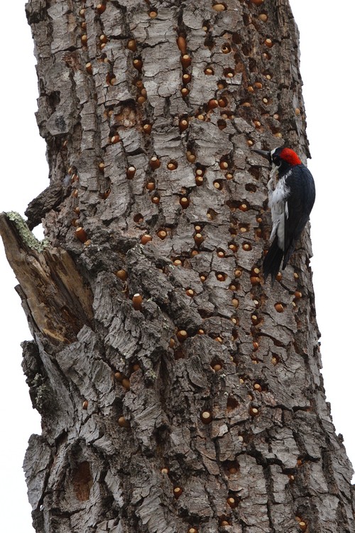 Acorn Woodpecker