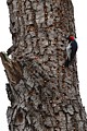 Acorn Woodpecker