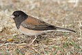 Oregon Junco