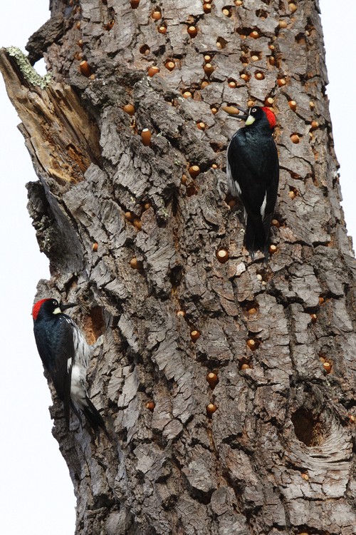 Acorn Woodpeckers