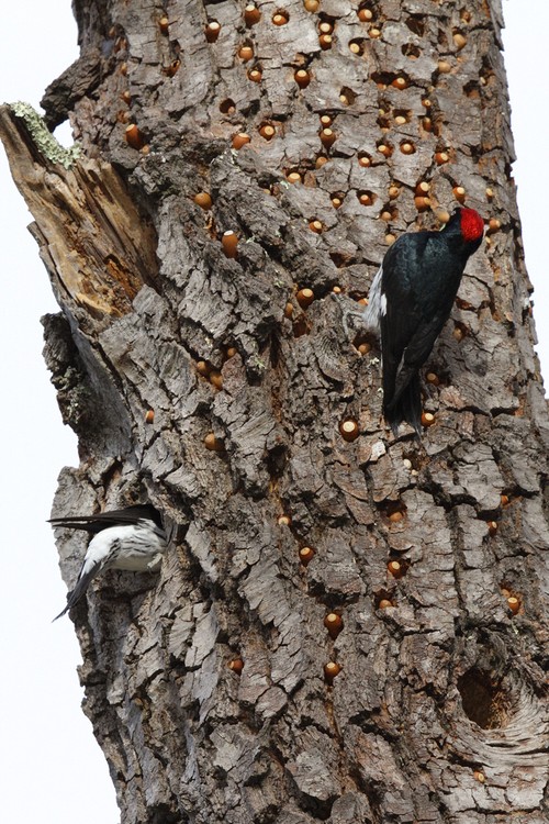 Acorn Woodpeckers