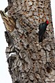 Acorn Woodpeckers