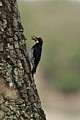 Acorn Woodpecker