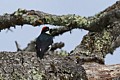 Acorn Woodpecker