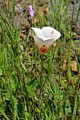 Mariposa Lily