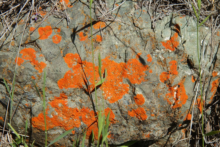 Lichen