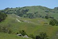 Poppies on hillside