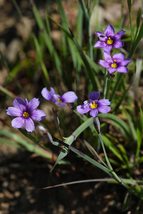 Blue-eyed Grass