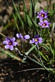 Blue-eyed Grass