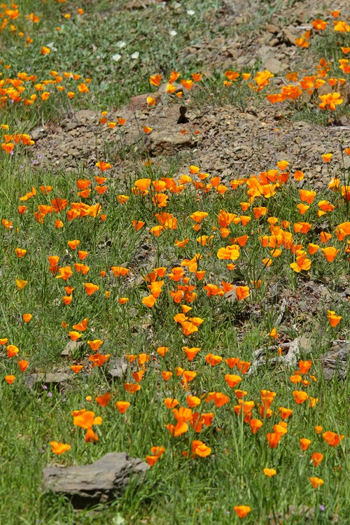 California Poppies