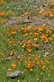 California Poppies