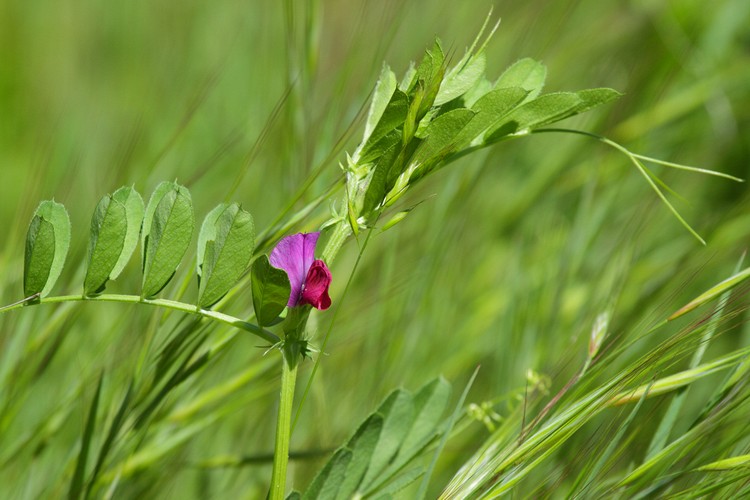 Wild Pea