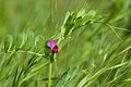 Wild Pea