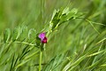 Wild Pea