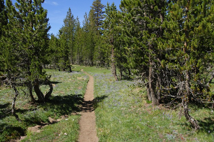 Lewis Creek Trail