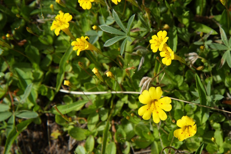Seep Monkeyflower
